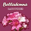 Download track Belladonna (Original Mix)