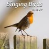 Download track Morning Birds In The Forest