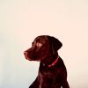 Download track Smoky Moods For Calming Pups