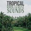 Download track Jungle Bird Ambience