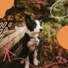 Download track Smoky Music For Calming Pups