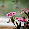 Download track Ernestine