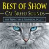 Download track American Shorthair Cat Listening To Window Rain