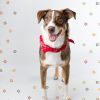 Download track Smoky Backdrops For Calming Pups