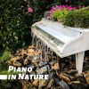 Download track Piano In Nature