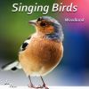 Download track Birds In Forest