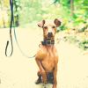 Download track Carefree Music For Relaxed Dogs