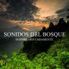 Download track Sonidos Del Bosque, Pt. 17