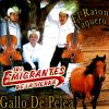 Download track Gallo De Pelea
