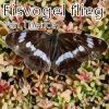 Download track Eisvogel Flieg (Maxi Version)