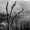 Download track 10. Trio Sonata No. 4 In E Minor BWV 528 - I. Adagio - Vivace