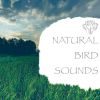 Download track Nature Sounds - Birds In The Trees