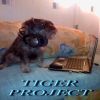 Download track Intrusion - TIGER PROJECT (Ex DJ TIGER2008)