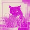 Download track High-Class Music For Cute Kitten