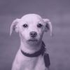 Download track Pulsating Ambience For Calming Pups