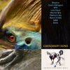 Download track Cassowary Song (Outro)