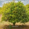 Download track Orange Tree