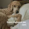 Download track Il Posto Sicuro Per Il Mio Cane