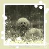 Download track Stylish Calming Your Dog