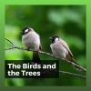 Download track Relaxing Bird Sounds