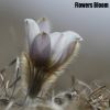 Download track Flowers Bloom
