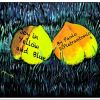 Download track Joy In Yellow And Blue By Paolo DiPietrantonio