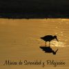 Download track Despues De Un Dia Largo (Pajaros)