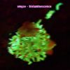 Download track Bioluminescence