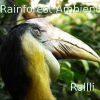 Download track Rainforest Ambient