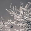Download track December Snow