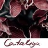 Download track Cataleya