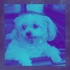 Download track High-Class Music For Doggy Stress