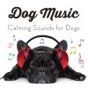 Download track Soft Music For Pets