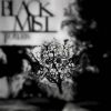 Download track Black Mist