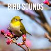 Download track Forest Birds Chirps Riverbank