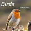Download track Birds And Crickets In Tropical Forest
