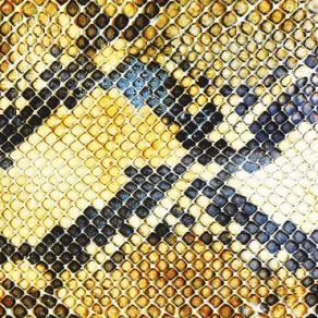 Download track Nighttime The Amazing Snakeheads