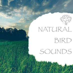 Download track Nature Sounds - Cozy Sounds Bird Sounds