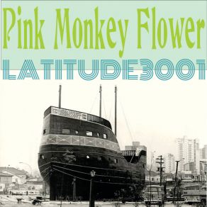 Download track Ronda Pink Monkey Flower