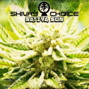 Download track Sativa Sun Shivas Choice