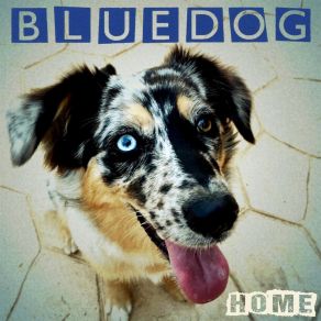 Download track Lay Down Sally (Live) Bluedog