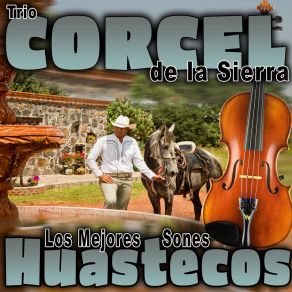 Download track La Ofrenda Trío Corcel De La Sierra