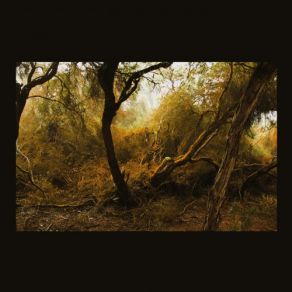 Download track Fallen Trees, Pt. V: Not Forgotten Lubomyr Melnyk